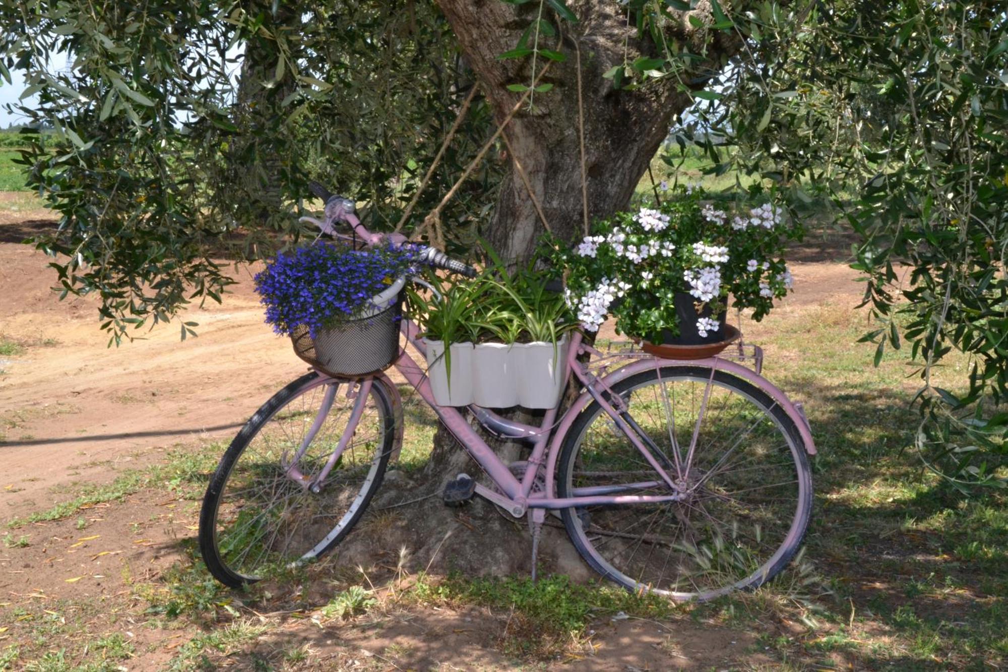 La Mimosa Ξενοδοχείο Bolgheri Εξωτερικό φωτογραφία