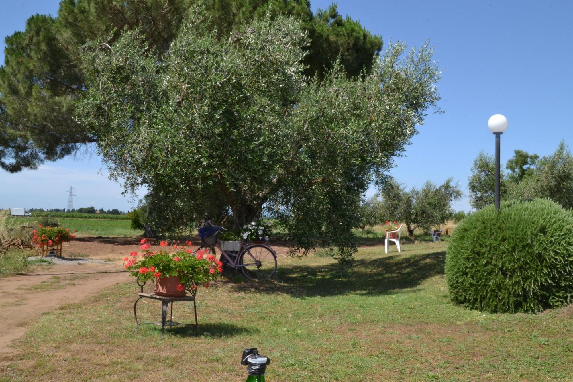 La Mimosa Ξενοδοχείο Bolgheri Εξωτερικό φωτογραφία